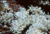 aragonite.jpg (128208 byte)