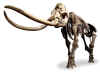 mammut.jpg (24540 byte)