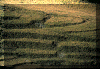 ter1.gif (177198 byte)