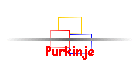 Purkinje