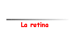 La retina