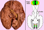 campi visivi.gif (86089 byte)